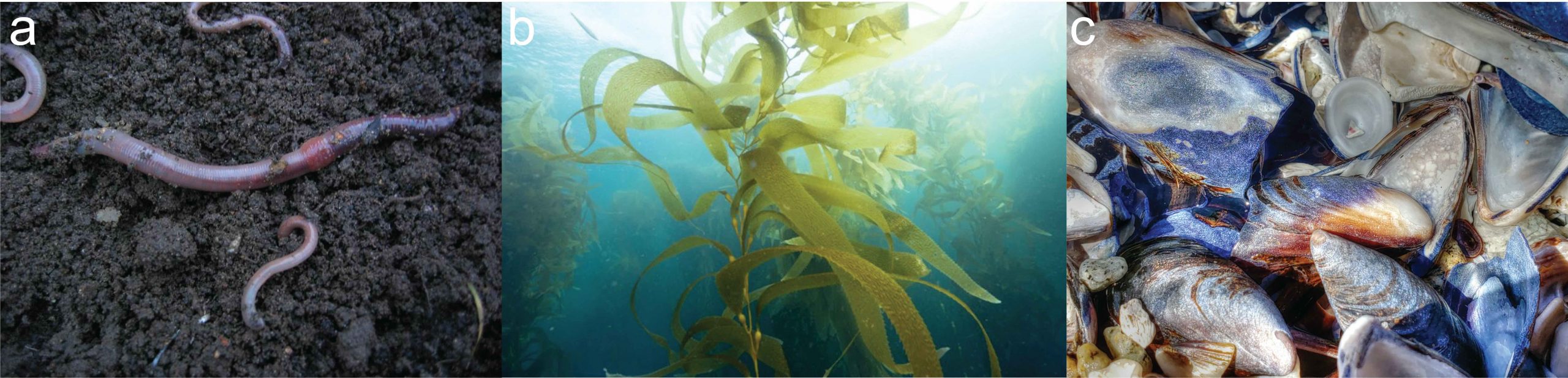 Three images of living organisms; from left to right these show several worms in soil, giant kelp, and mussel shells.