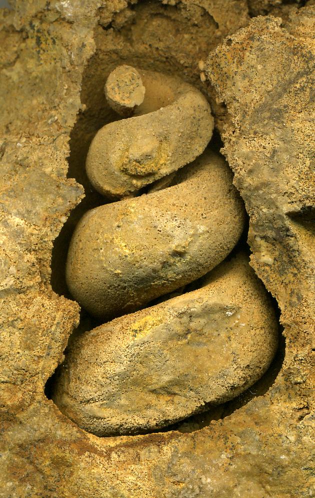 Dissolution of a gastropod that has left an internal mold of the organism