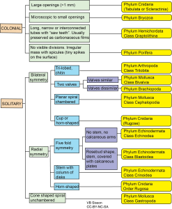 Chapter 7: Fossils – The Story Of Earth: An Observational Guide 2e