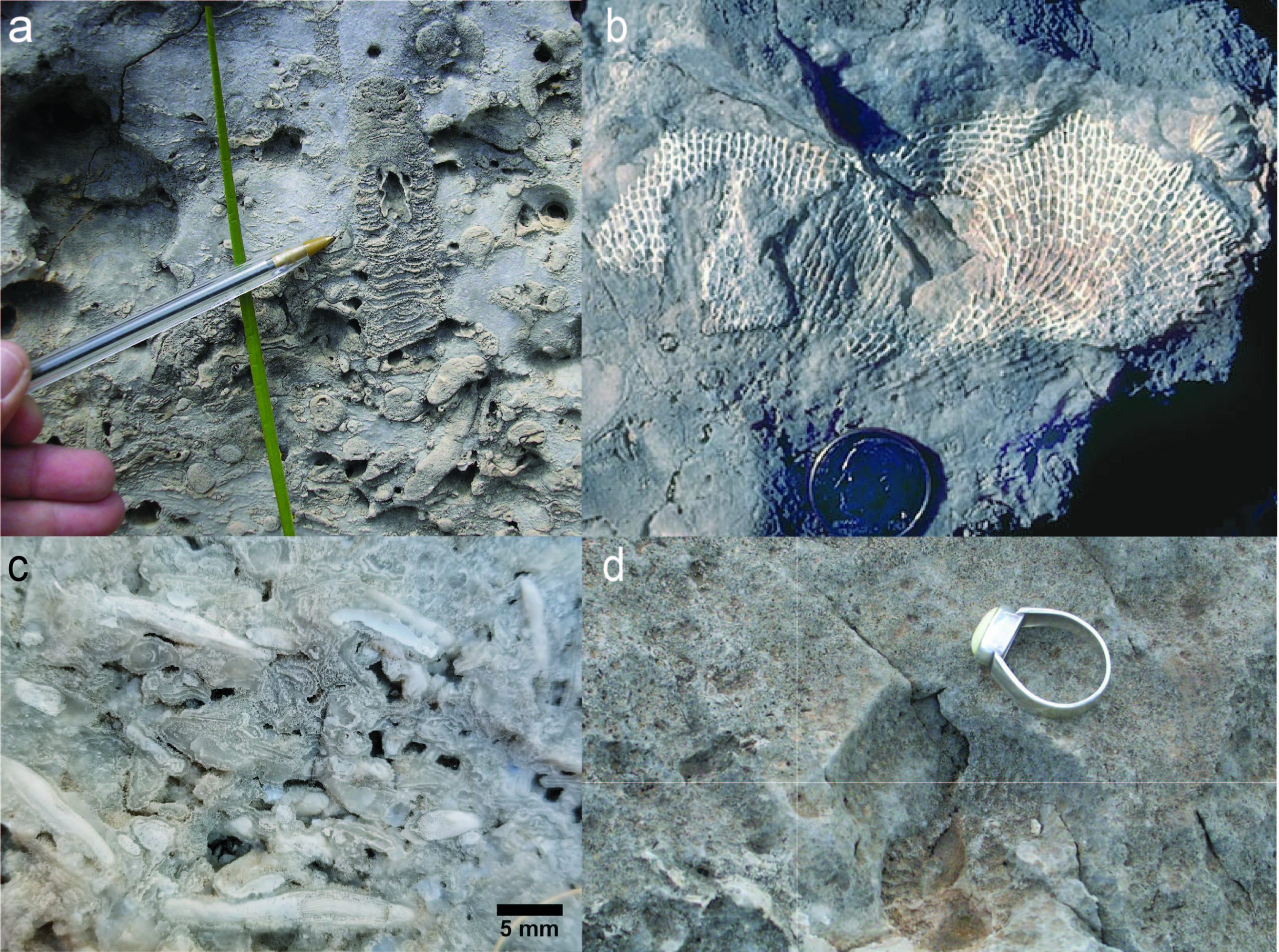 Four fossils from the Guadalupe Mtns.