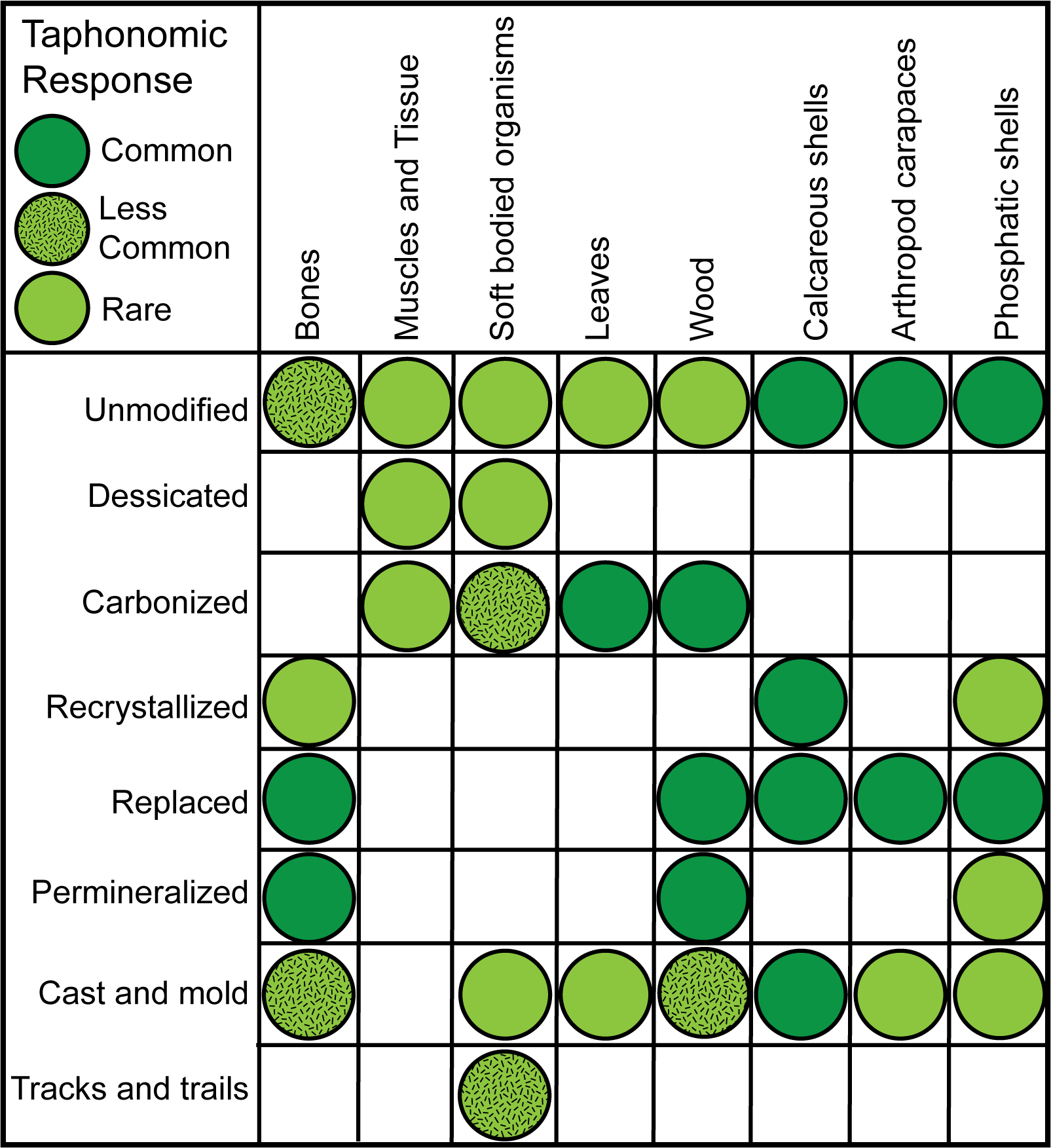 Different parts of organisms compared to how they can be preserved as fossils