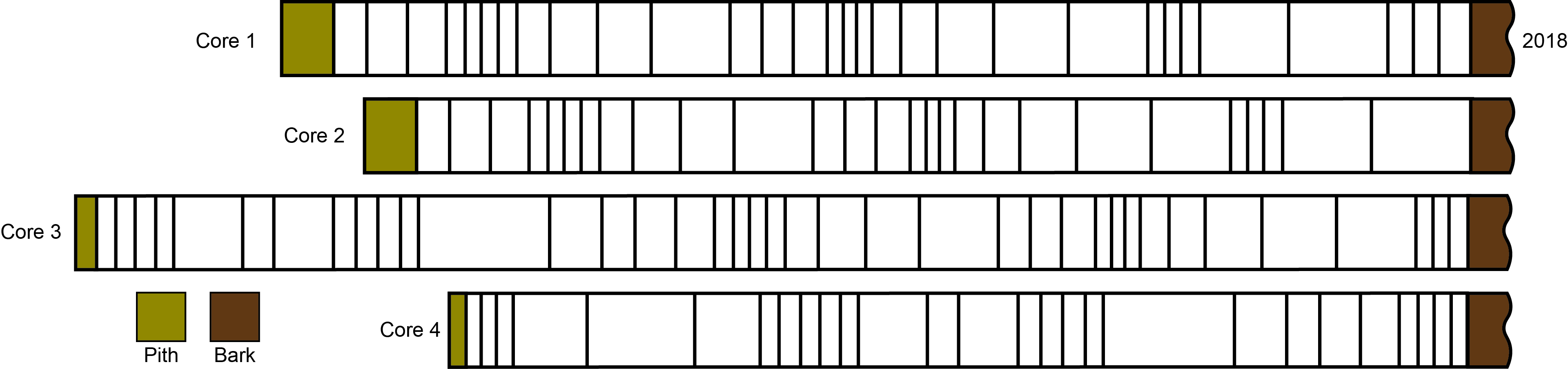 Four tree ring records showing times favorable to growth with thicker rings and times of poor growth with thinner rings.