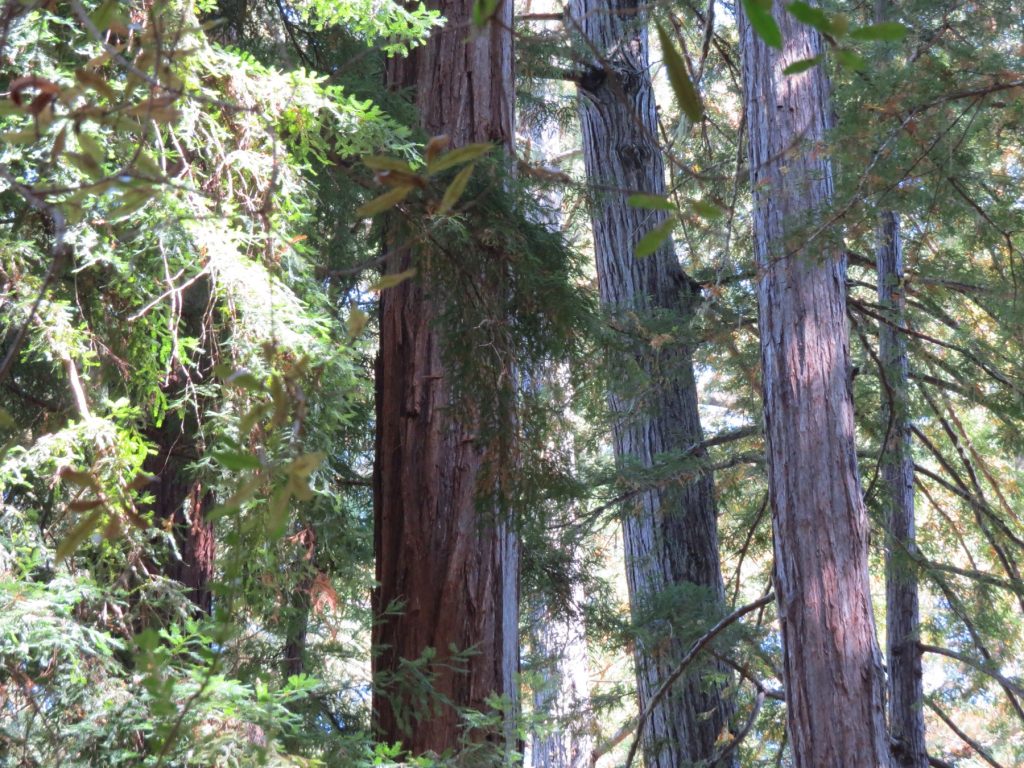 Redwoods on the wet, west side of the mountains