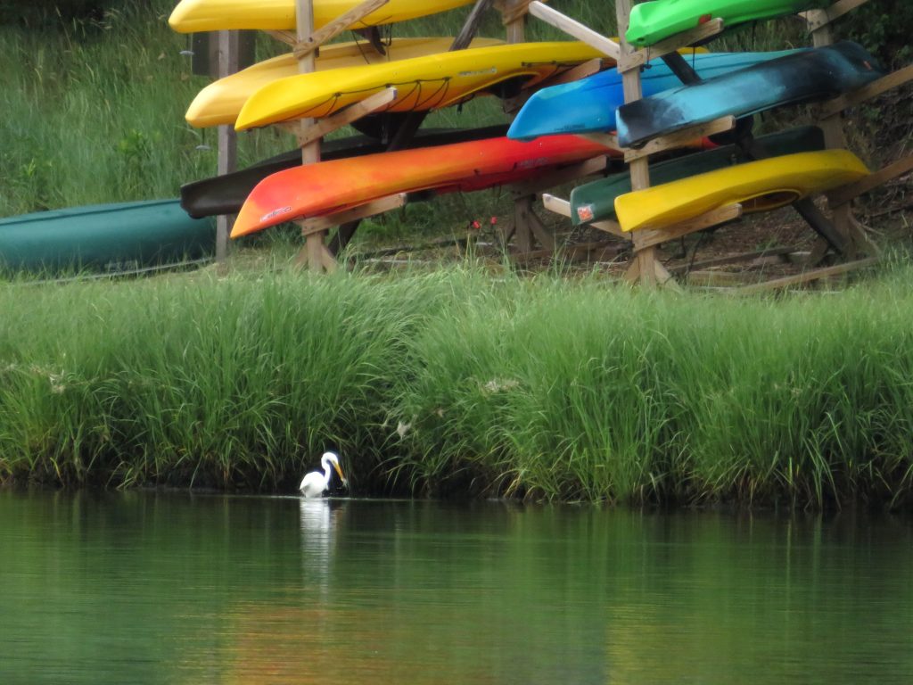 A great egret catches a fish in the Salt Pond Visitors Center